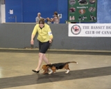 2012 BHCC National Specialty - Baby Puppy